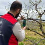 Kahverengi kokarca için tuzak takip çalışması