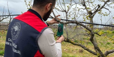 Kahverengi kokarca için tuzak takip çalışması