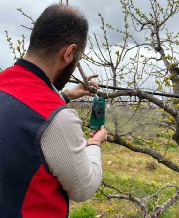 Kahverengi kokarca için tuzak takip çalışması