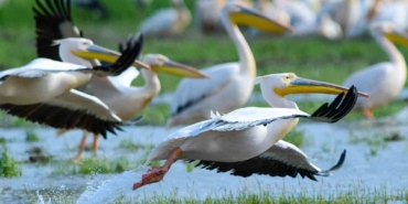 Göç yolundaki pelikan sürüsünün Bursa molası