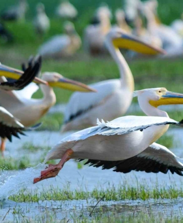Göç yolundaki pelikan sürüsünün Bursa molası