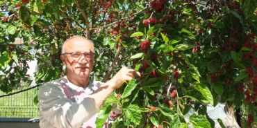 Burhaniye’de baharın ilk meyveleri dutlar kendini gösterdi