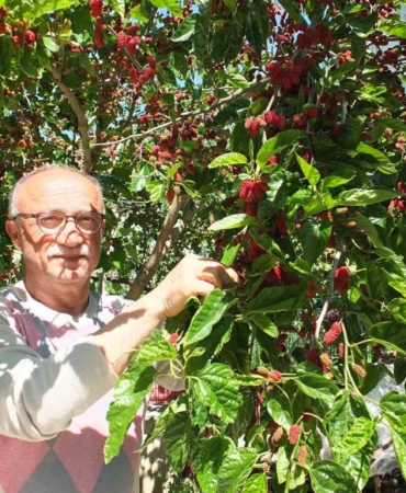 Burhaniye’de baharın ilk meyveleri dutlar kendini gösterdi