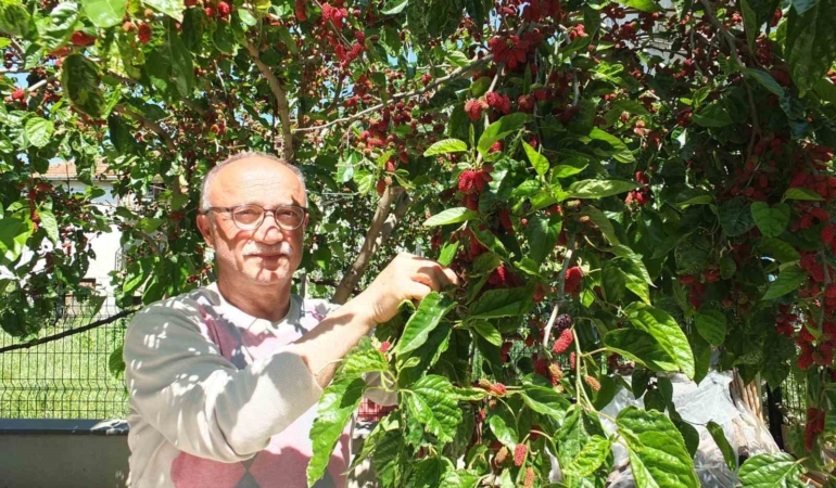 Burhaniye’de baharın ilk meyveleri dutlar kendini gösterdi
