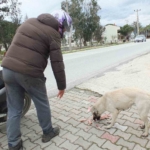 Edremitli genç 5 yıldır sokak köpeklerini besliyor