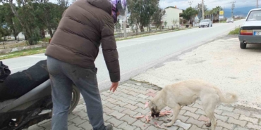 Edremitli genç 5 yıldır sokak köpeklerini besliyor