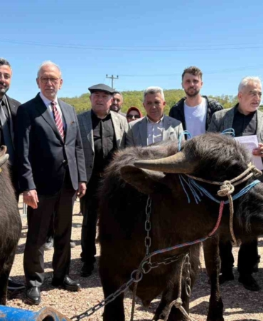 Kocaeli’deki manda yetiştiricilerine 3,4 milyon liralık destek
