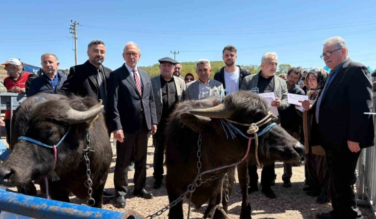 Kocaeli’deki manda yetiştiricilerine 3,4 milyon liralık destek