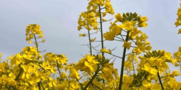 Hayrabolu’da bu yıl 21 bin dekar alanda kanola ekimi yapıldı
