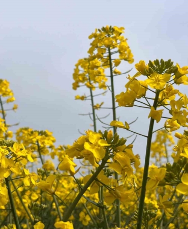 Hayrabolu’da bu yıl 21 bin dekar alanda kanola ekimi yapıldı