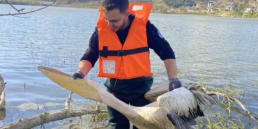 Barajda mahsur kalan pelikan böyle kurtarıldı