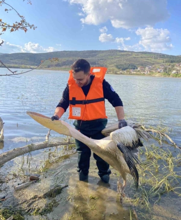 Barajda mahsur kalan pelikan böyle kurtarıldı