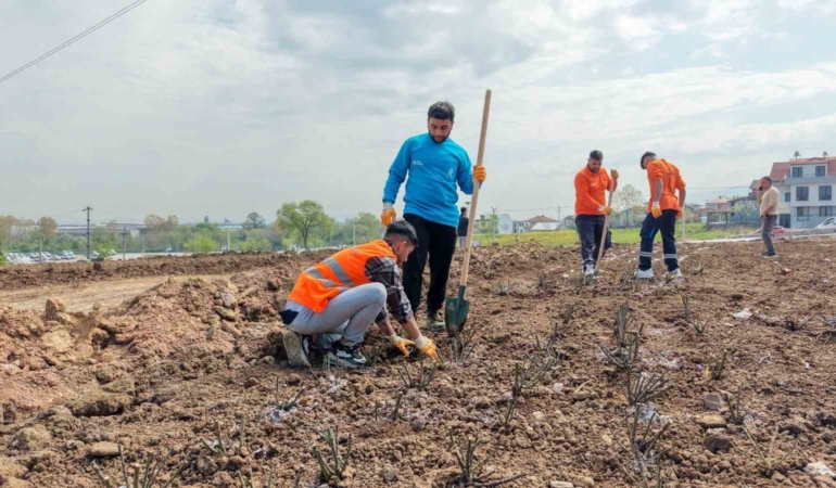 Başiskele’de 15 bin gül fidanı toprakla buluşuyor