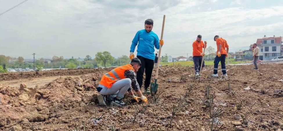 Başiskele’de 15 bin gül fidanı toprakla buluşuyor