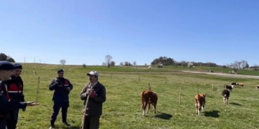 Bilecik’te hayvan hırsızlığı ve dolandırıcılık uyarısı
