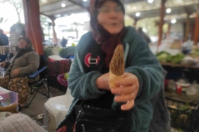 Çanakkale’de dağ köylerinde kuzugöbeği gelir kapısı oldu