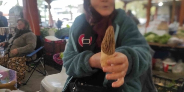 Çanakkale’de dağ köylerinde kuzugöbeği gelir kapısı oldu