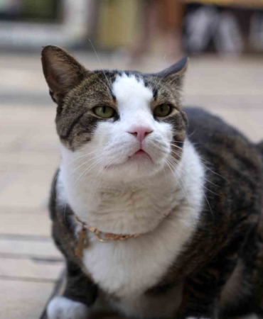 Çarşının 10 kiloluk Prens’i