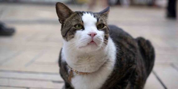 Çarşının 10 kiloluk Prens’i