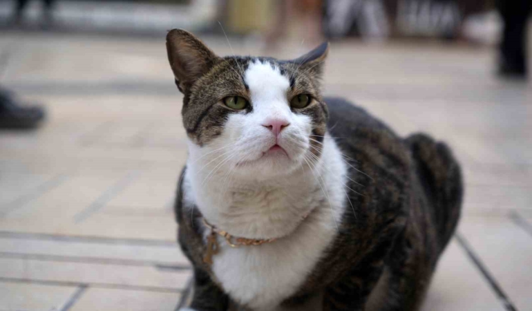 Çarşının 10 kiloluk Prens’i