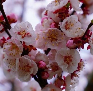 İznik çiçek bahçesine büründü