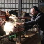 Kurbanlık alışverişinde erken alım hareketliliği