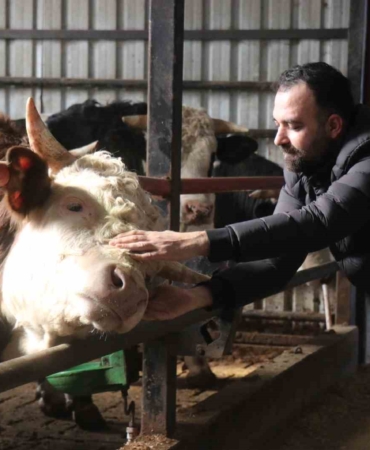 Kurbanlık alışverişinde erken alım hareketliliği