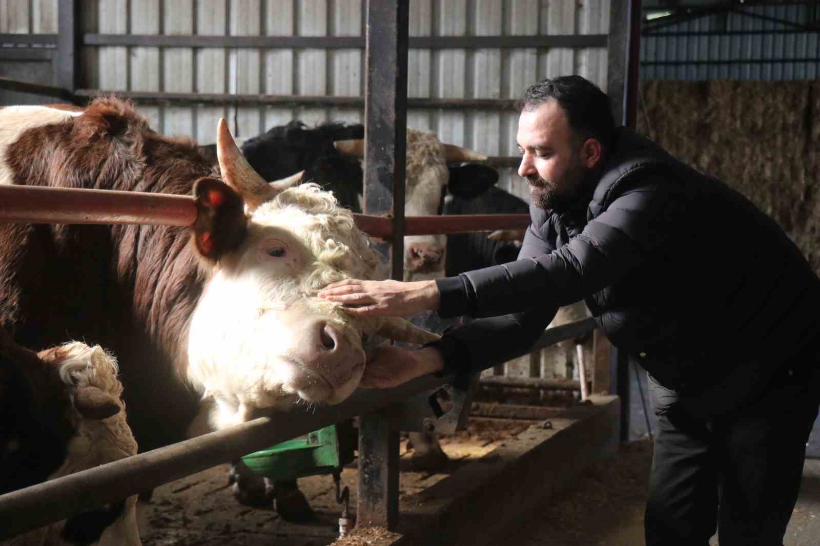 Kurbanlık alışverişinde erken alım hareketliliği
