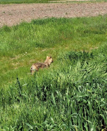 Edirne’de aç kalan çakal köye indi