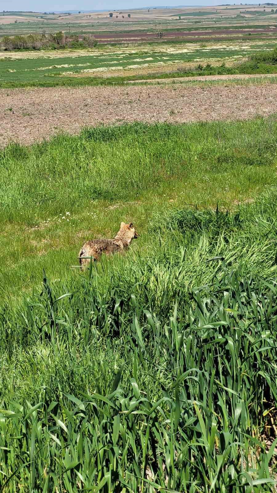 Edirne’de aç kalan çakal köye indi