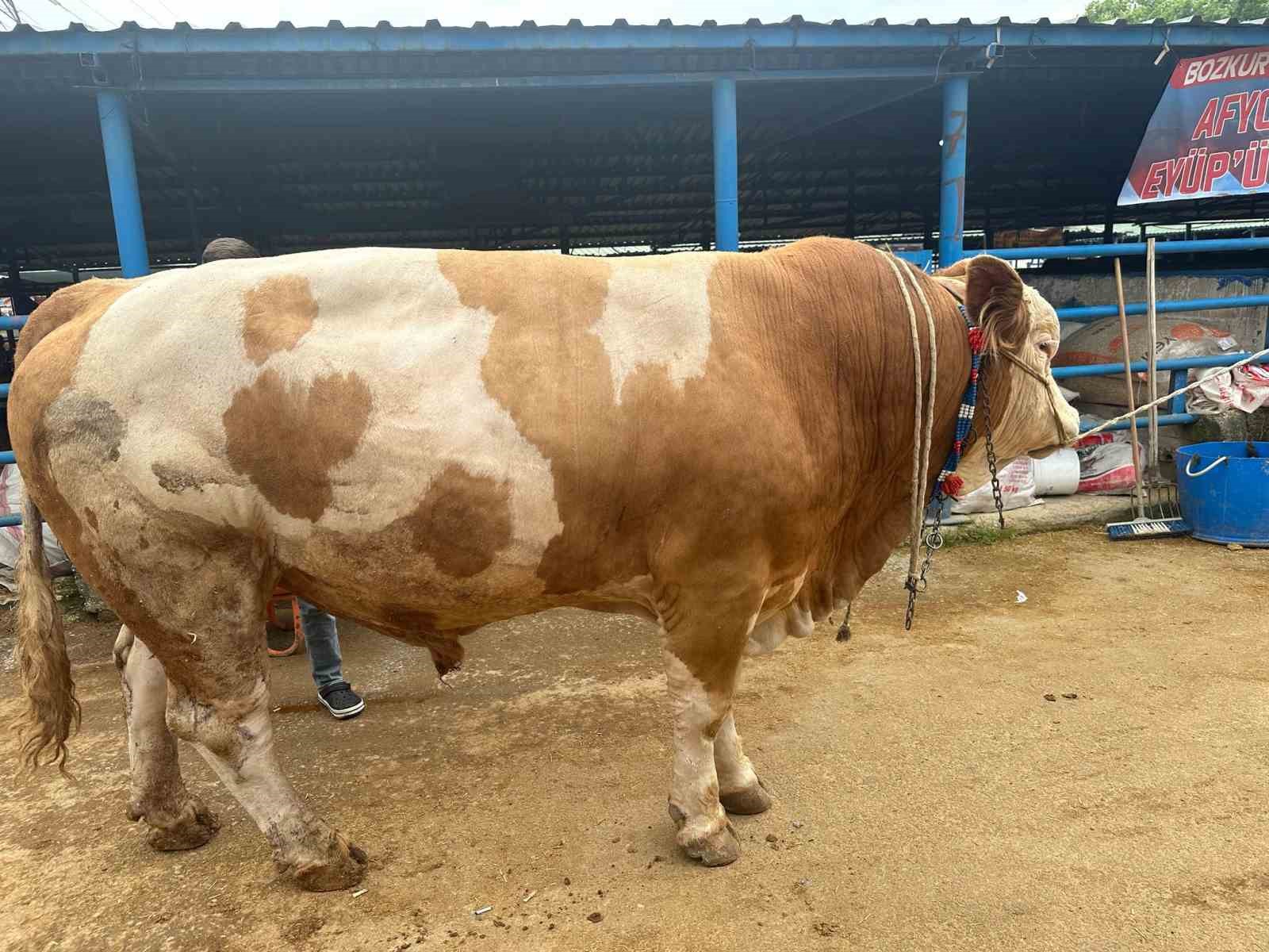 Bursa’da 1,2 tonluk şampiyon tosun istenen fiyatın 150 bin lira altına satıldı