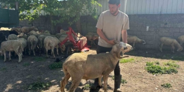 Kestirmek isteyene kırsalda kurbanlık 20 bin liradan başlıyor