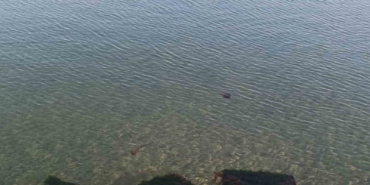 Zehirli pusula deniz anaları Tekirdağ sahilinde görüldü