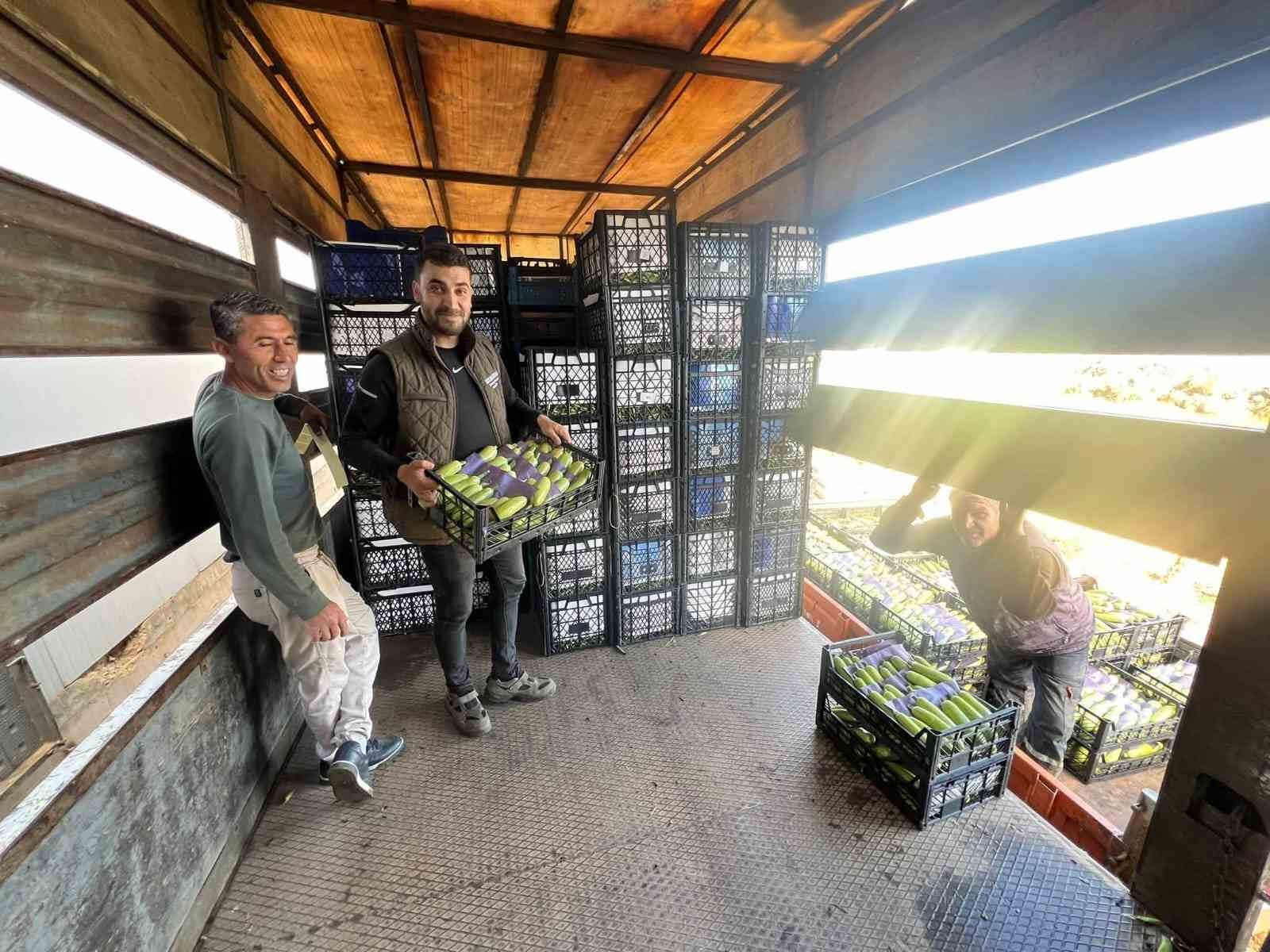 İznik’te mevsimin ilk kabak hasadı