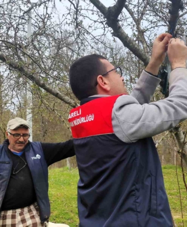 Kırklareli’de kahverengi kokarca böceği izleme çalışmaları