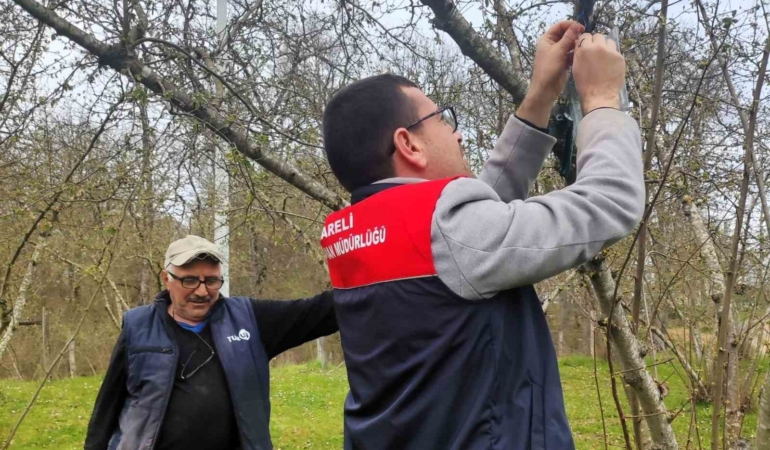 Kırklareli’de kahverengi kokarca böceği izleme çalışmaları