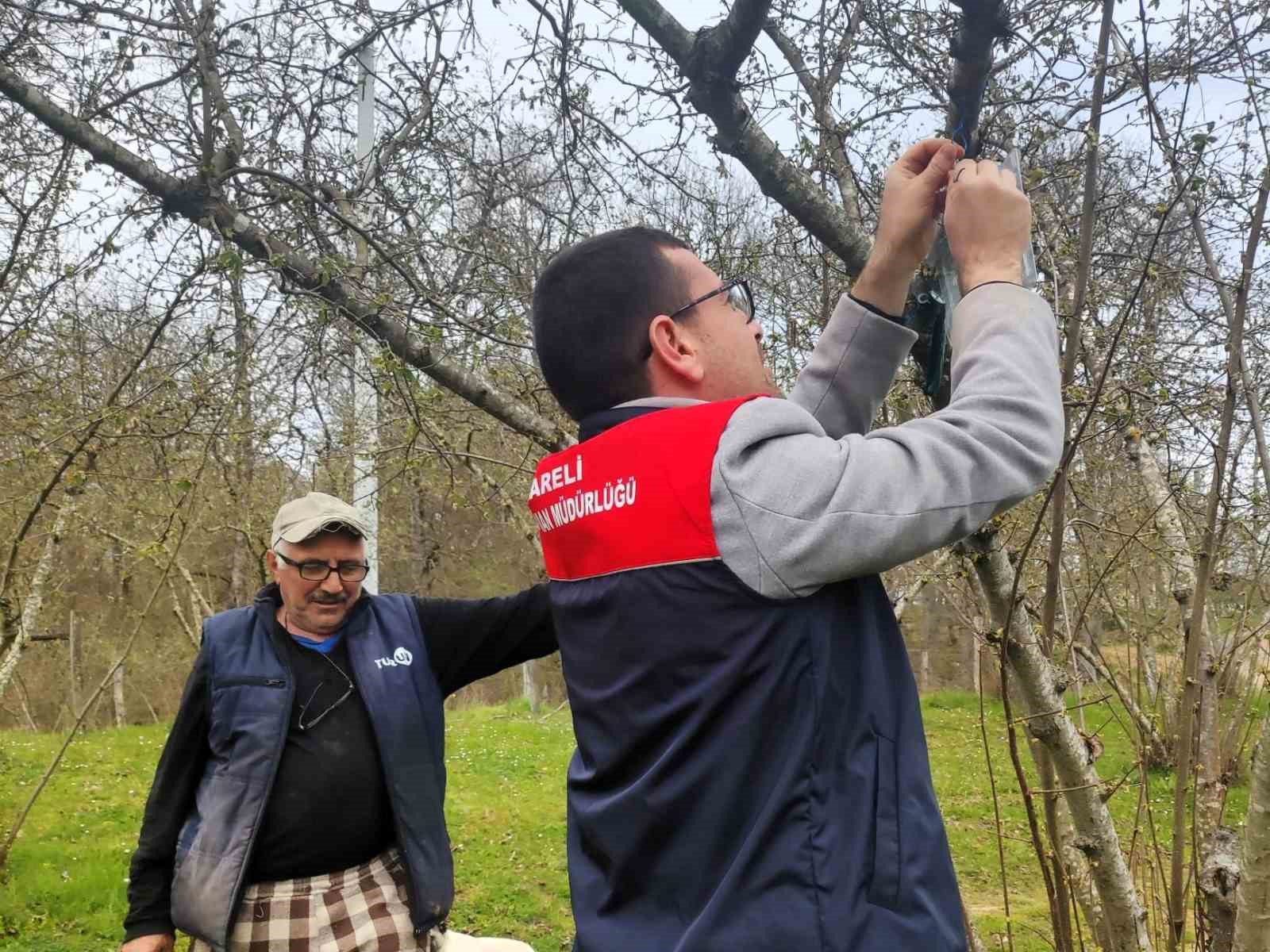 Kırklareli’de kahverengi kokarca böceği izleme çalışmaları