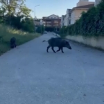 Domuzlar yerleşim yerine inerek yiyecek aradı