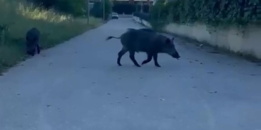 Domuzlar yerleşim yerine inerek yiyecek aradı