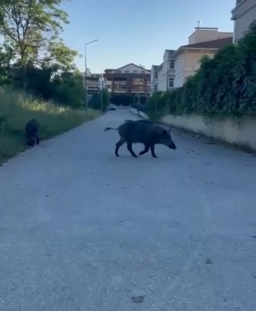 Domuzlar yerleşim yerine inerek yiyecek aradı
