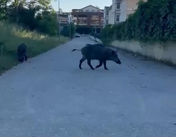 Domuzlar yerleşim yerine inerek yiyecek aradı