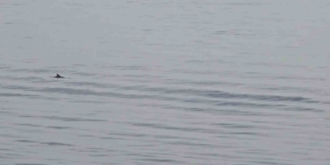 Tekirdağ açıklarında yunuslardan görsel şölen