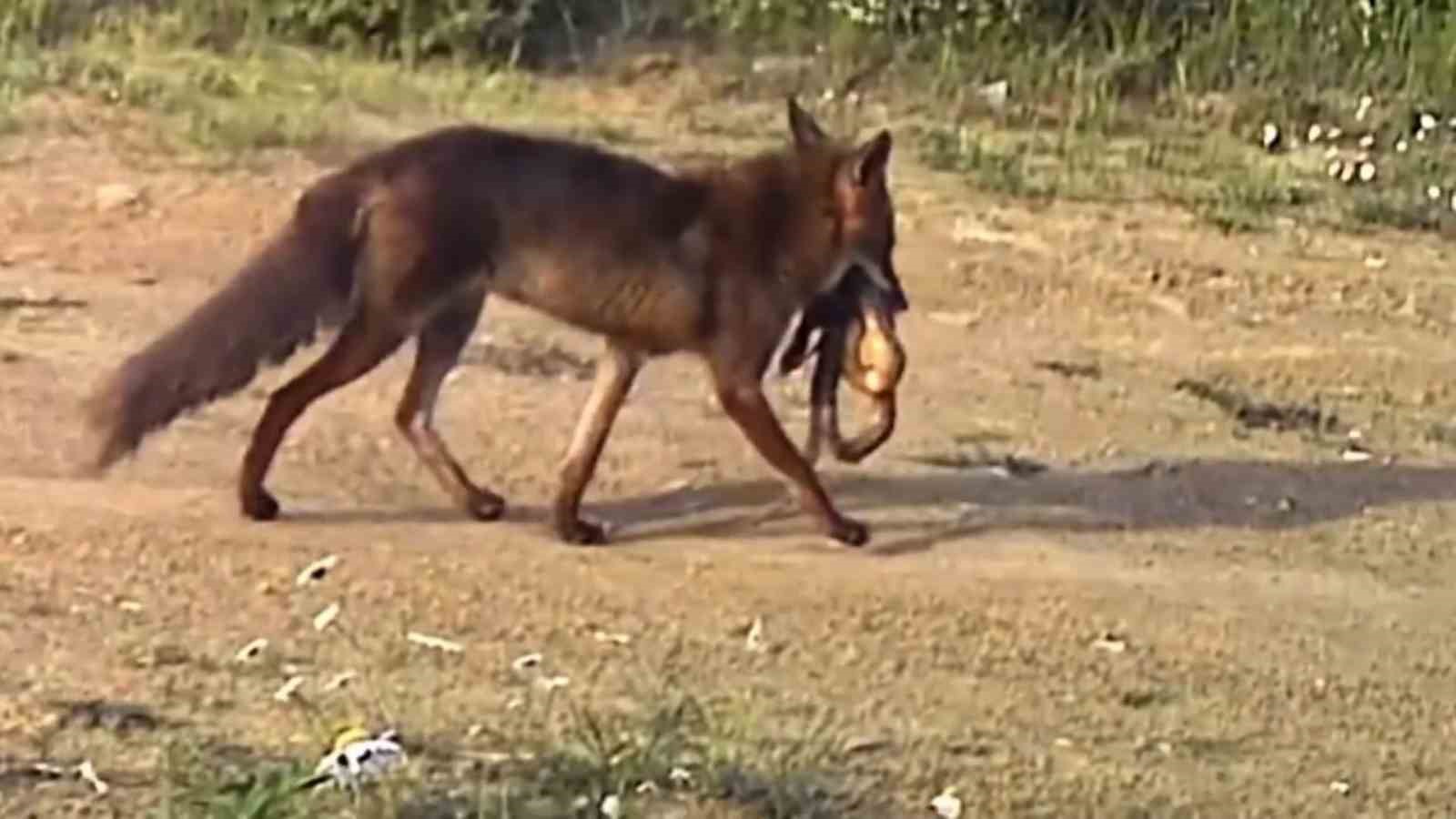 Çakal ağzındaki yılanla görüntülendi