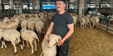 Bursa’daki sıra dışı "gergedan boynuz"lu koç görenleri şaşırtıyor