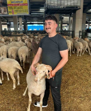 Bursa’daki sıra dışı "gergedan boynuz"lu koç görenleri şaşırtıyor