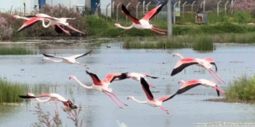Ayvalık’ın pembe kanatlı misafirleri