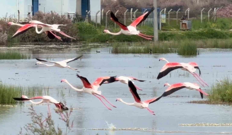 Ayvalık’ın pembe kanatlı misafirleri
