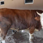 Çiftliğin gözdesi 1 ton 300 kiloluk tosun oldu