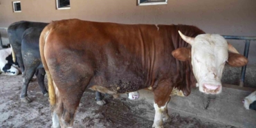 Çiftliğin gözdesi 1 ton 300 kiloluk tosun oldu