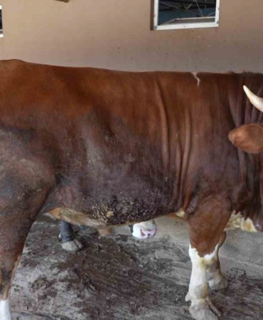 Çiftliğin gözdesi 1 ton 300 kiloluk tosun oldu